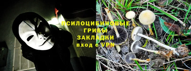 blacksprut как зайти  Ленск  Галлюциногенные грибы Magic Shrooms 